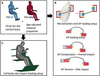 Explaining and predicting the increased thorax injury in aged females: age and subject-specific thorax geometry coupled with improved bone constitutive models and age-specific material properties evaluated in side impact conditions